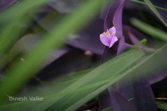 Tradescantia pallida